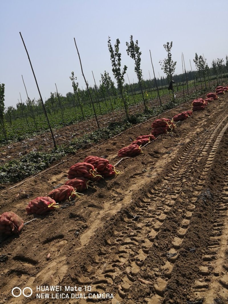西瓜红大量供货。沙土地种植。基地直供无任何中间费用