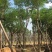 凤凰树4m以上40cm以上红花楹