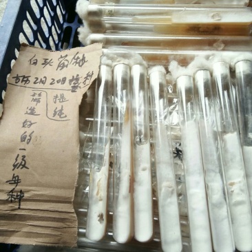 湘018白色羊肚菌一级母种