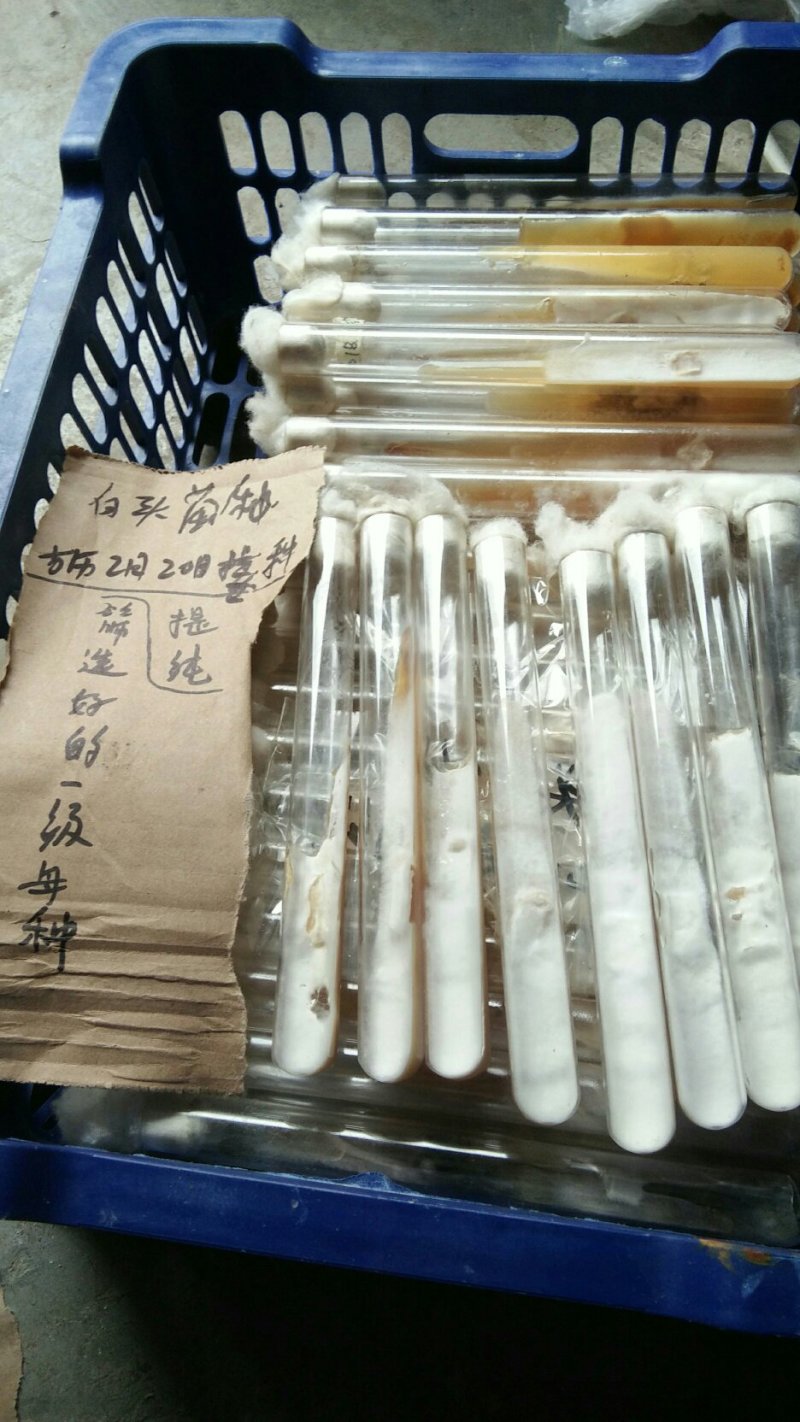 湘018白色羊肚菌一级母种