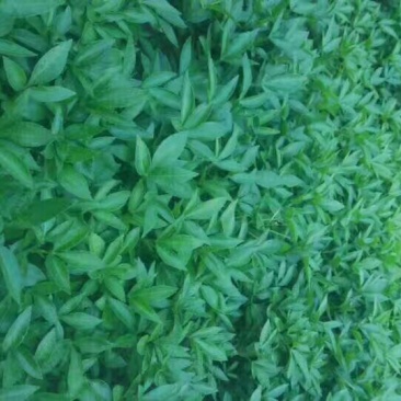 九叶青椒三年挂果