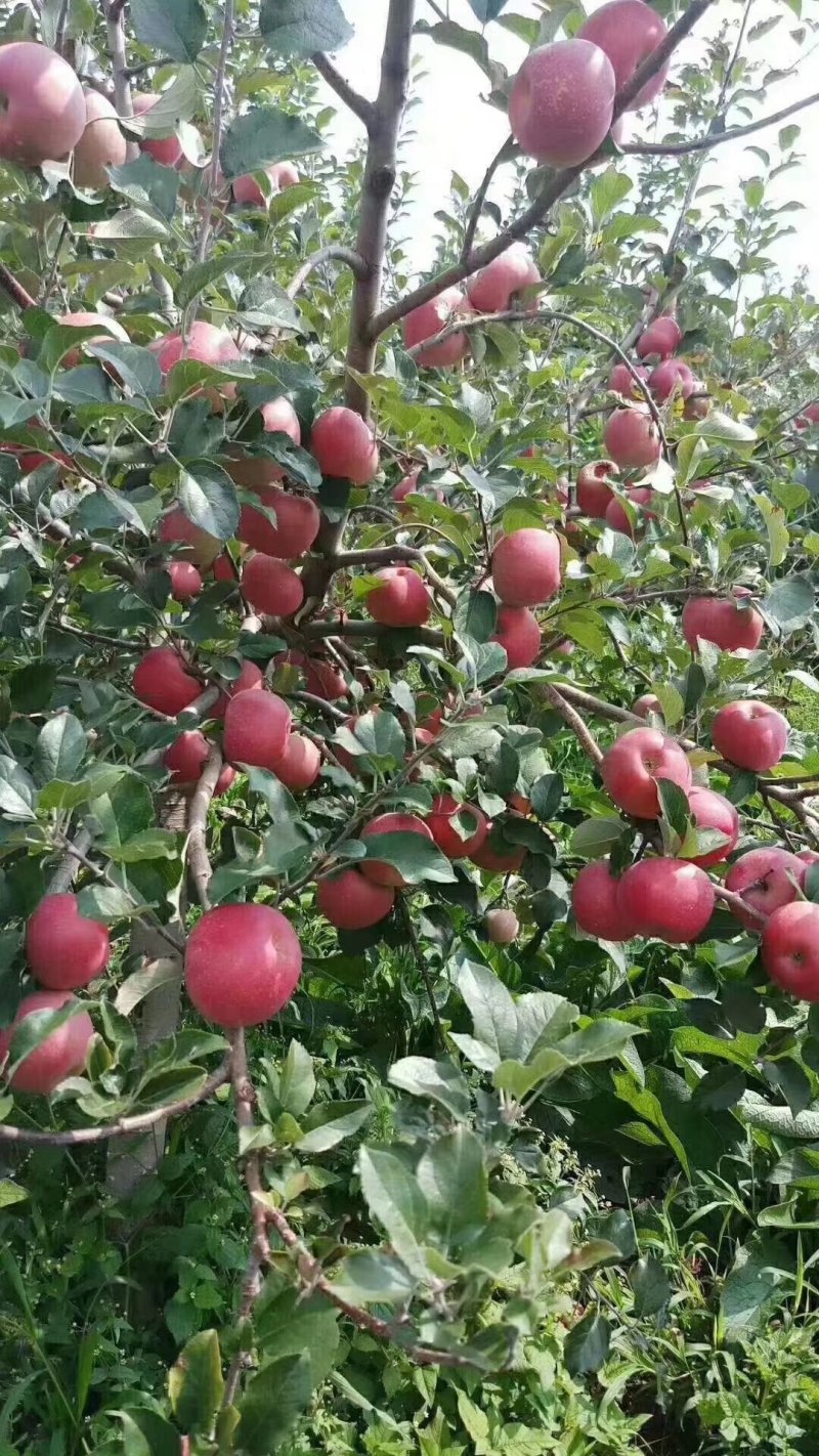 【热卖】云南高原糖心苹果云南苹果电商超市市场供应