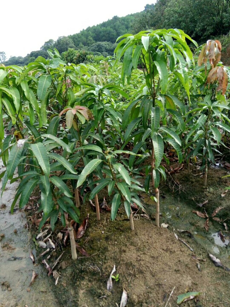 芒果树苗金煌芒果苗嫁接苗带土发货
