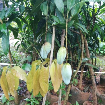 芒果树苗金煌芒果苗嫁接苗带土发货