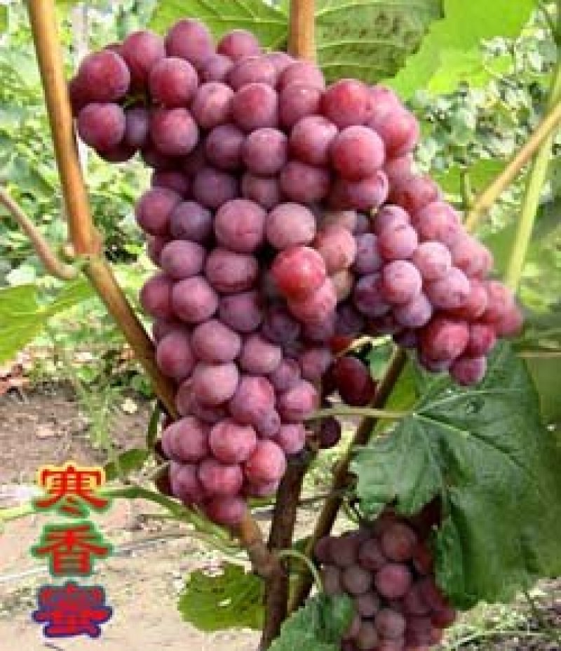 葡萄苗30~50cm1年