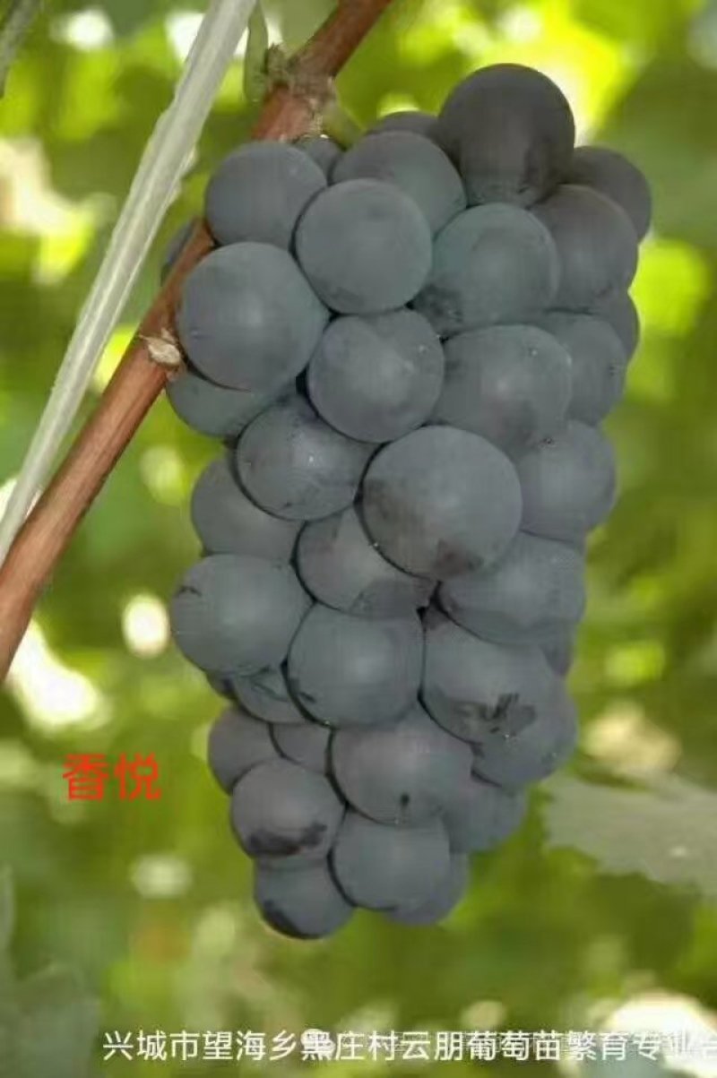 葡萄苗30~50cm1年
