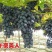 葡萄苗30~50cm1年