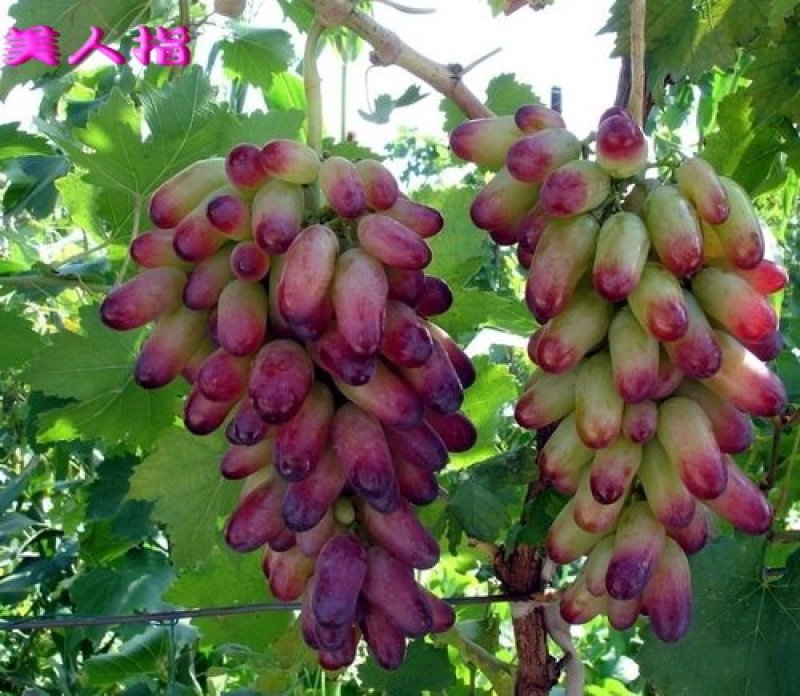 葡萄苗30~50cm1年