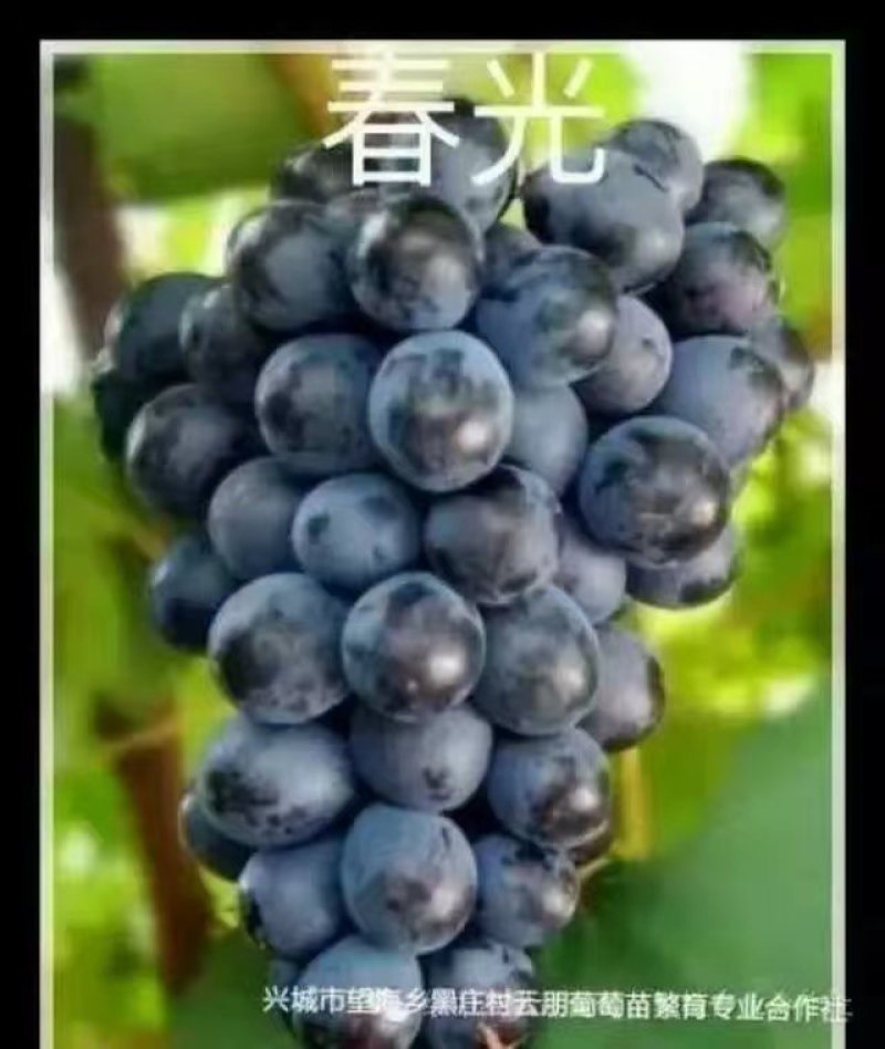 葡萄苗30~50cm1年