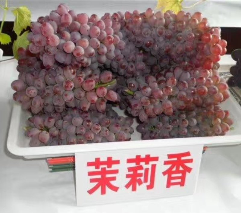 葡萄苗30~50cm1年