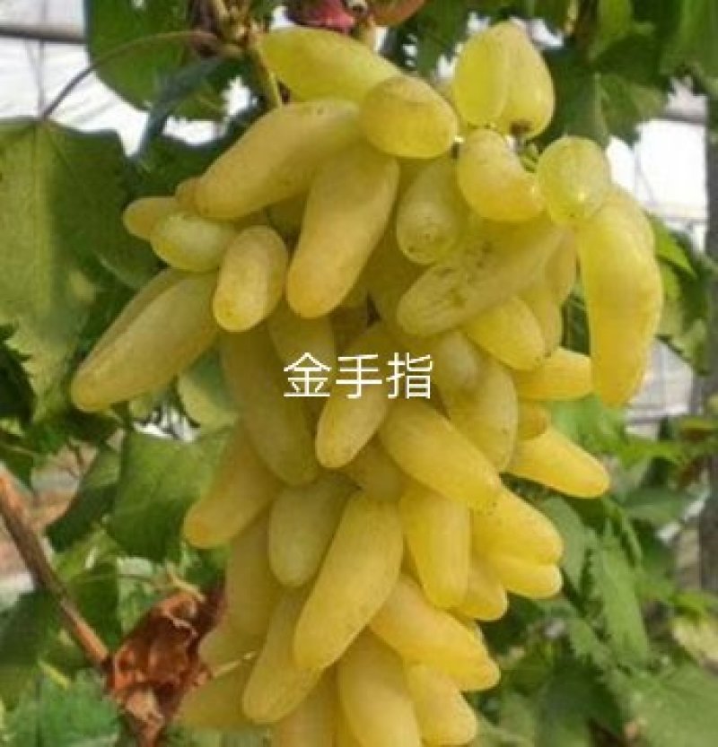 葡萄苗30~50cm1年