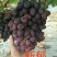 葡萄苗30~50cm1年