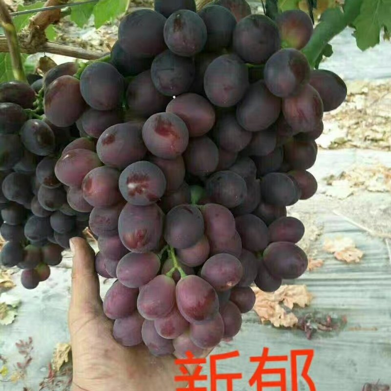葡萄苗30~50cm1年