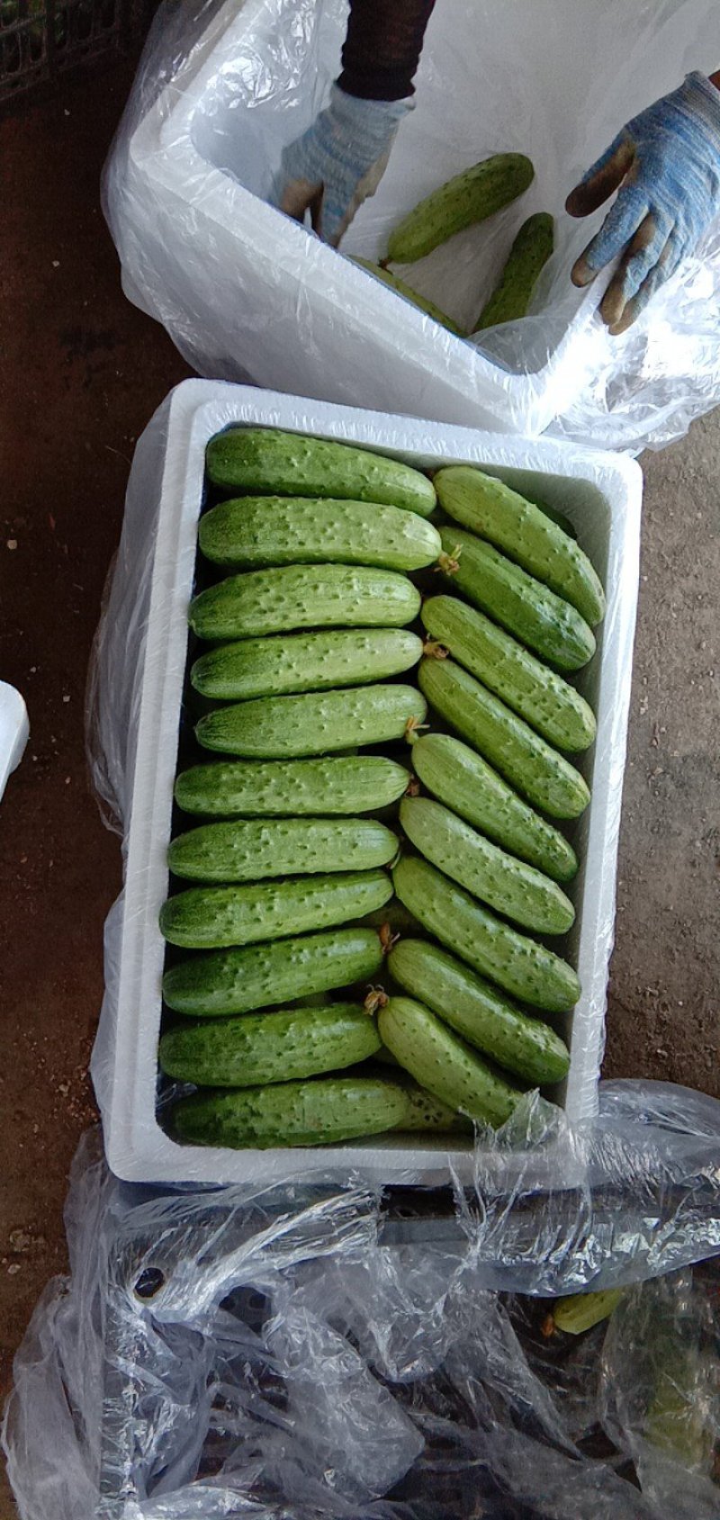旱黄瓜