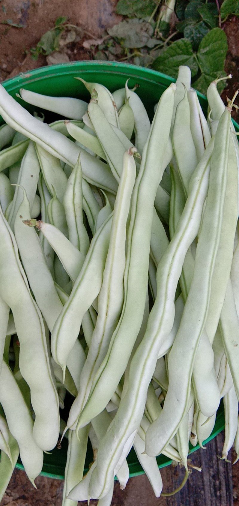 豆角