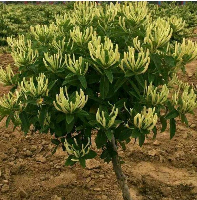 富民一号金银花苗三年苗