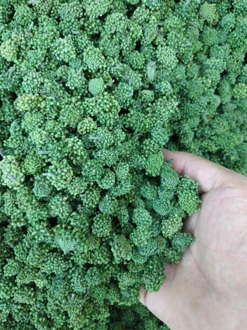 文山三年三七花云南人工干货现货