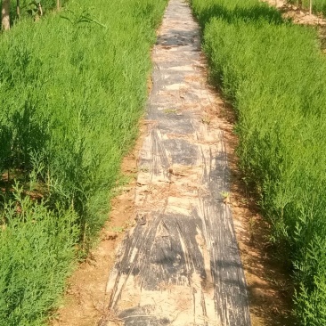 一年侧柏小苗供应