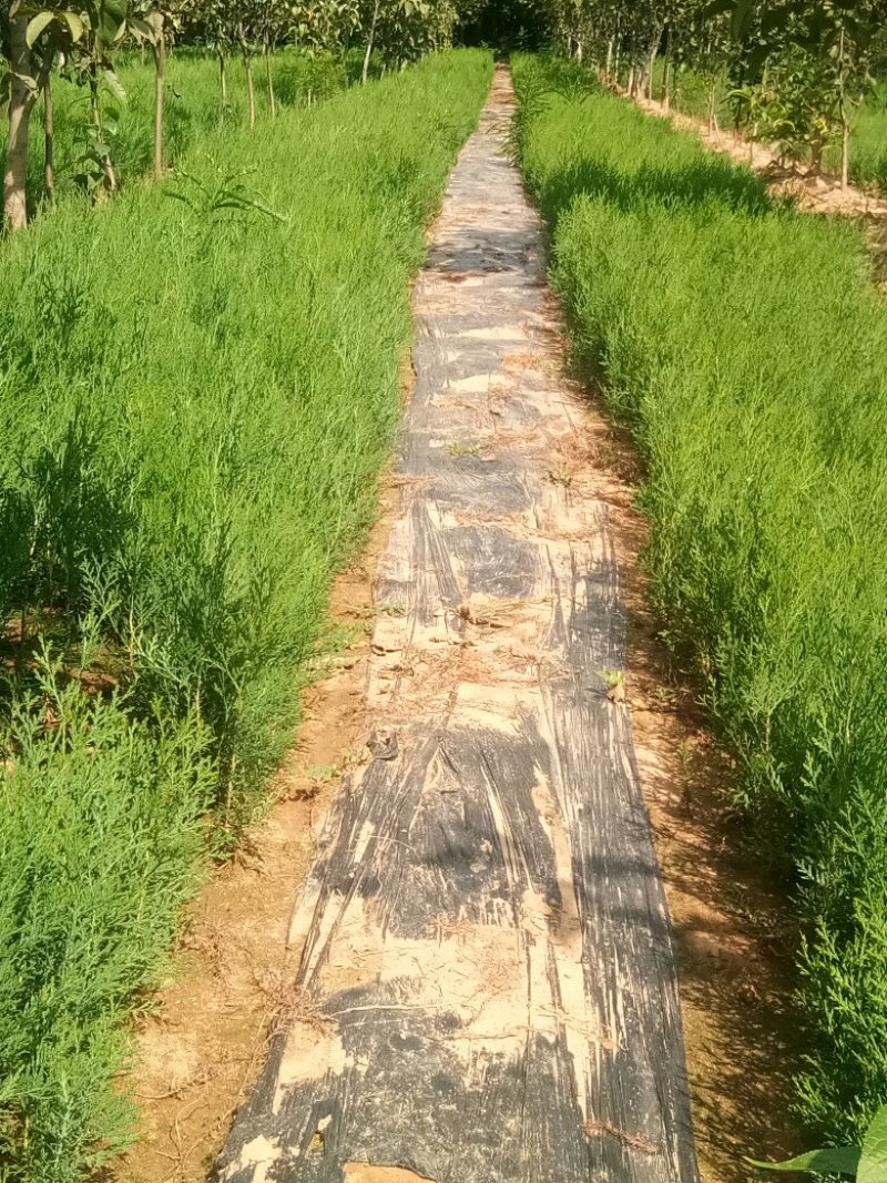 一年侧柏小苗供应