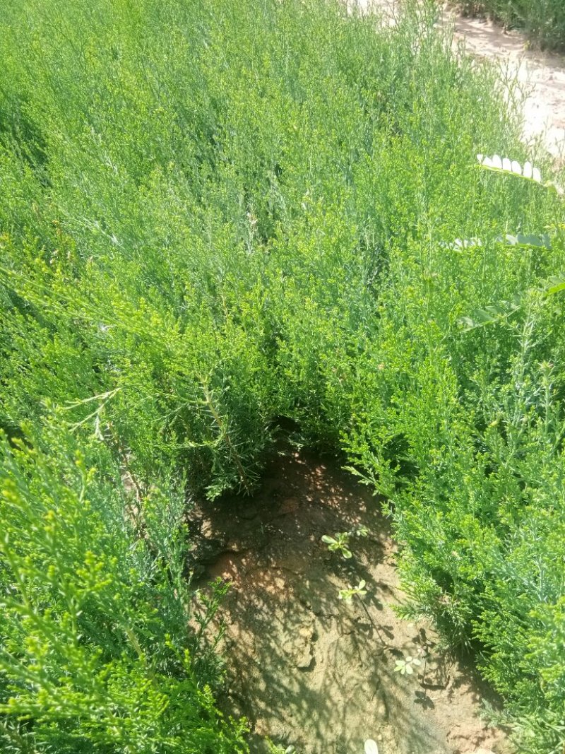 一年侧柏小苗供应