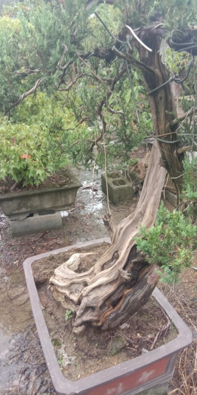 都是老桩