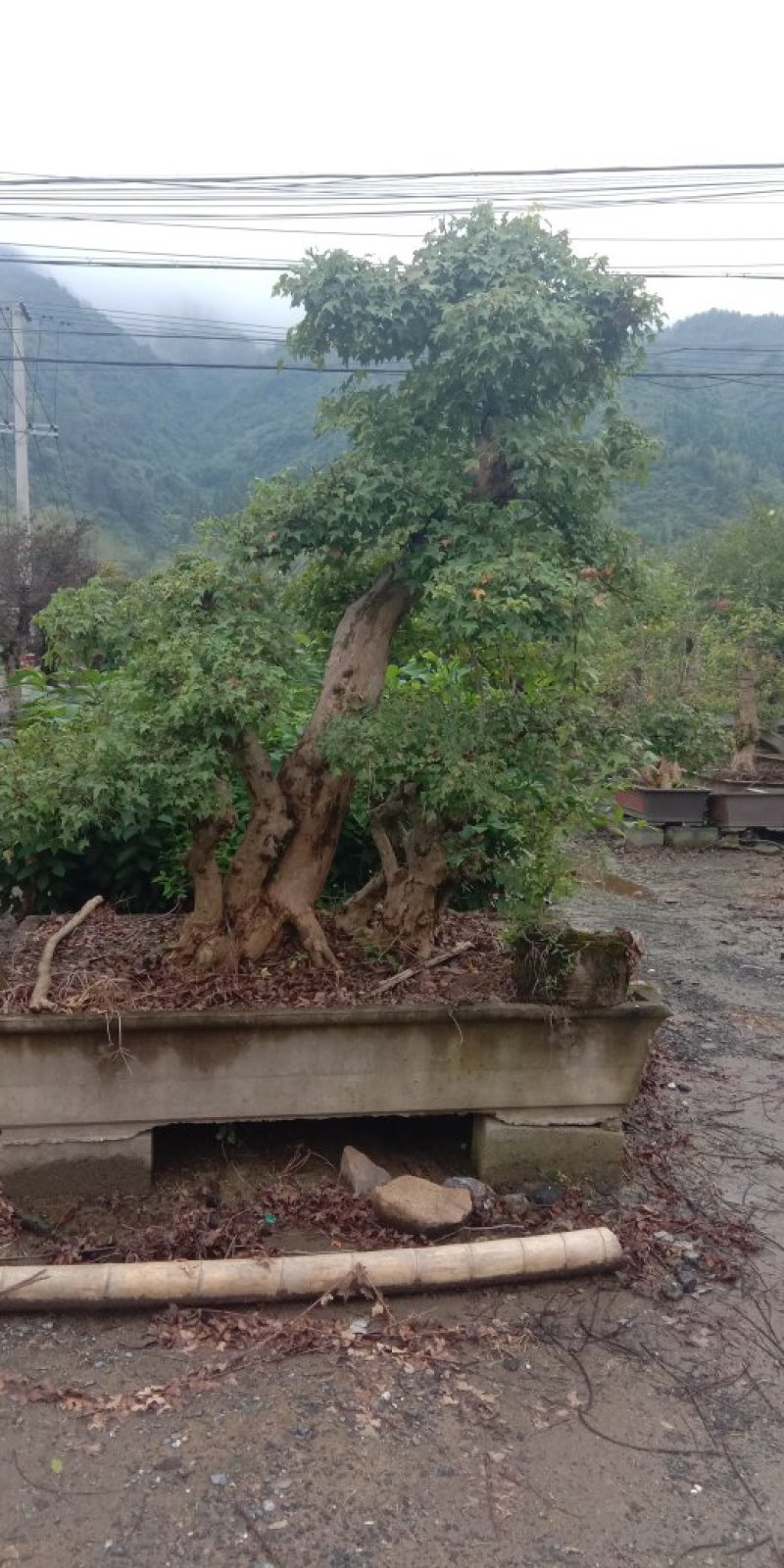 都是老桩