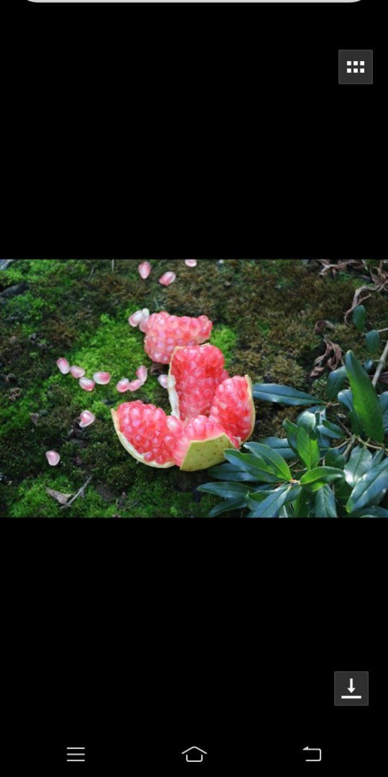 薄皮绿籽石榴