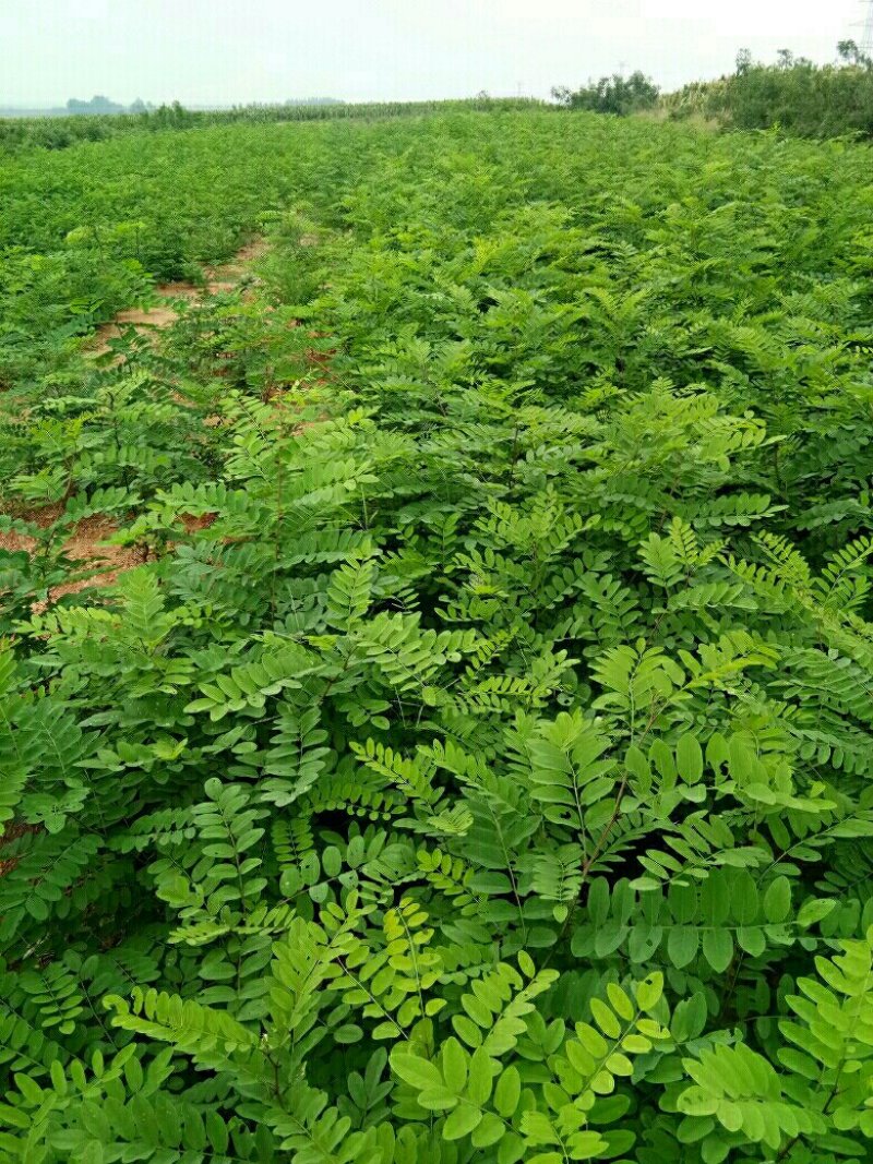 刺槐苗种植销售刺槐小苗