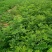 刺槐苗种植销售刺槐小苗
