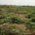 刺槐苗种植销售刺槐小苗