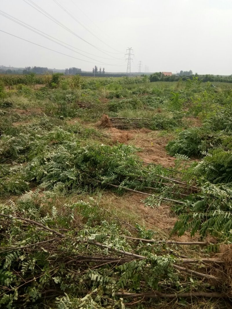 刺槐苗种植销售刺槐小苗