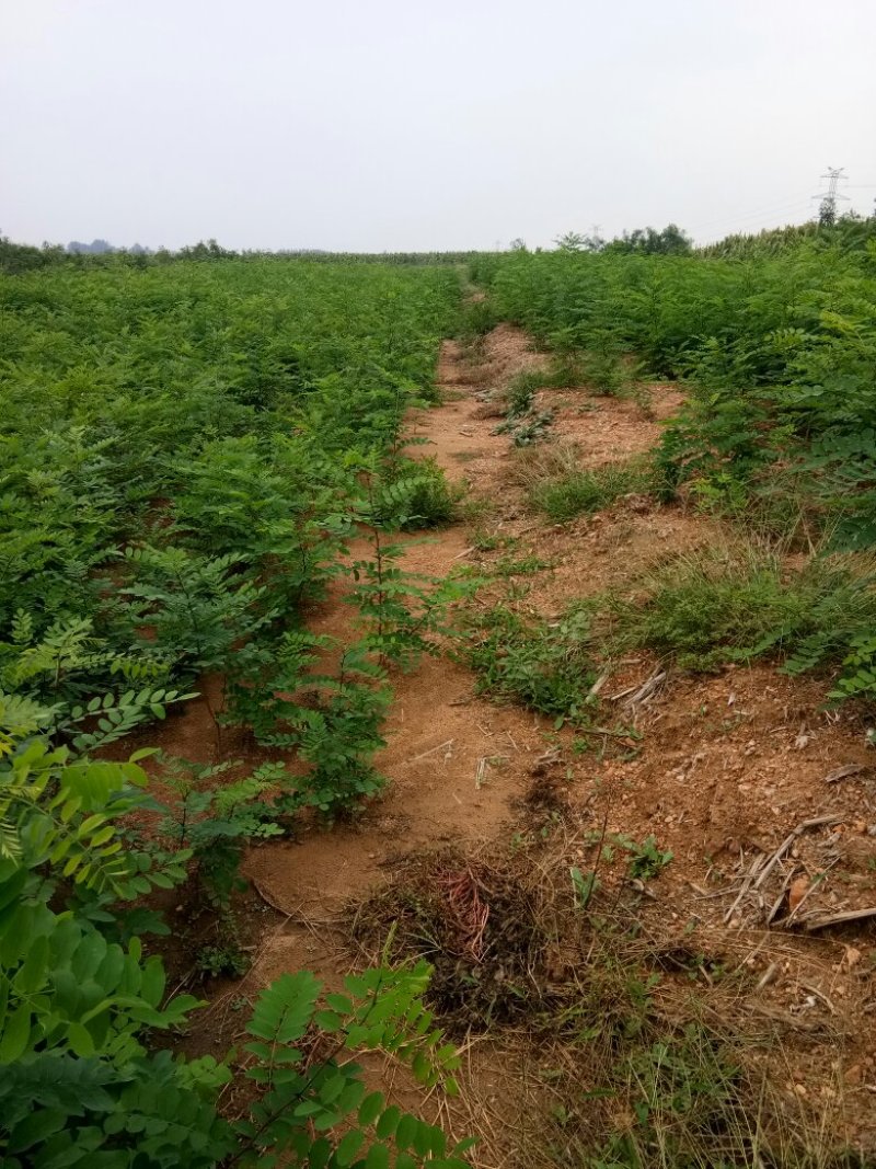 刺槐苗种植销售刺槐小苗
