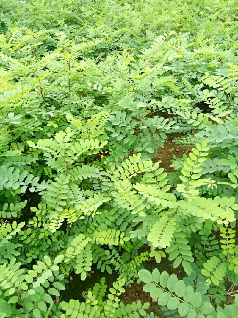 刺槐苗种植销售刺槐小苗
