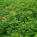 刺槐苗种植销售刺槐小苗