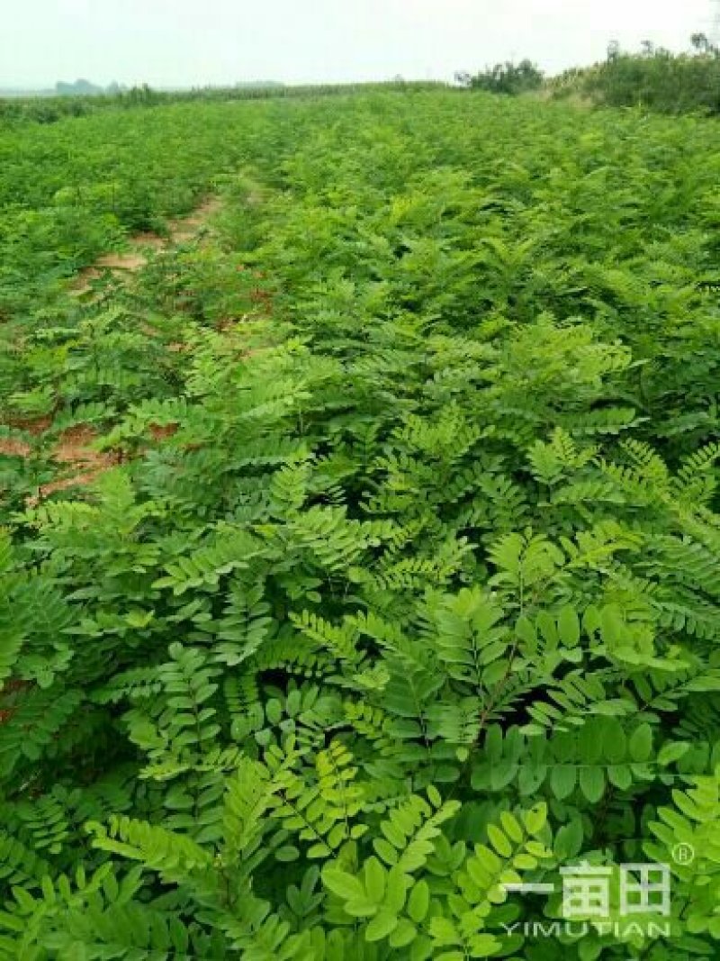 刺槐苗种植销售刺槐小苗