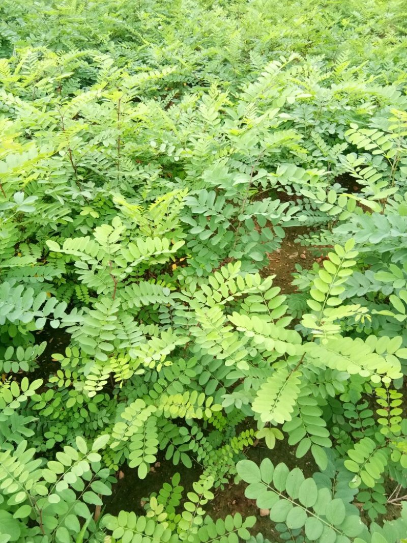 刺槐苗种植销售刺槐小苗