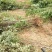 刺槐苗种植销售刺槐小苗