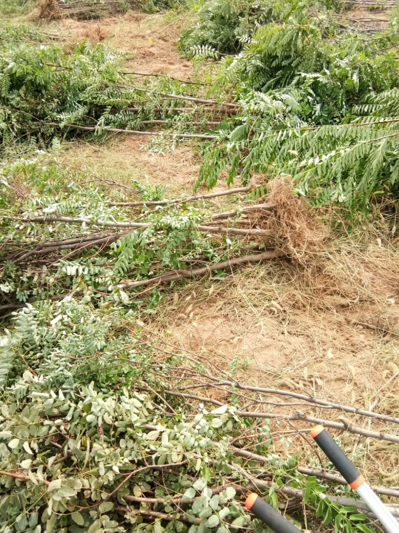 刺槐苗种植销售刺槐小苗