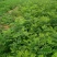 刺槐苗种植销售刺槐小苗