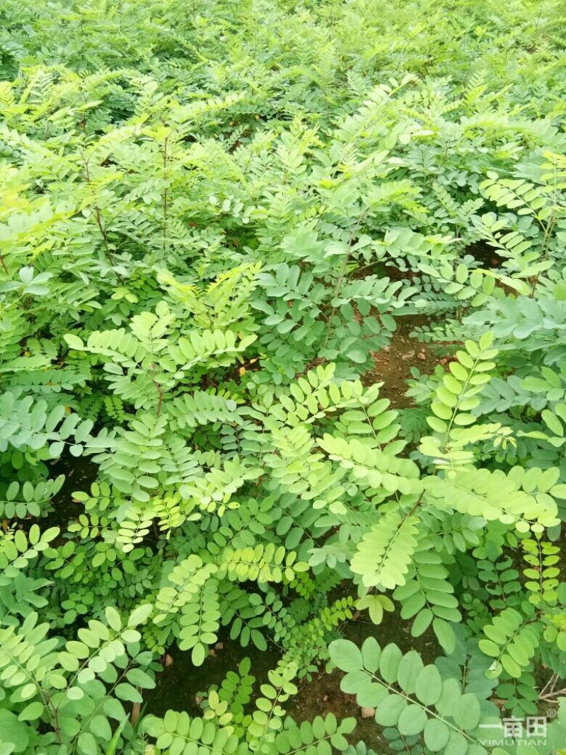 刺槐苗种植销售刺槐小苗
