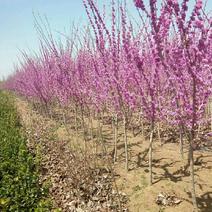 紫荆花树苗80~100cm