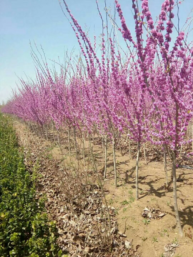 紫荆花树苗80~100cm