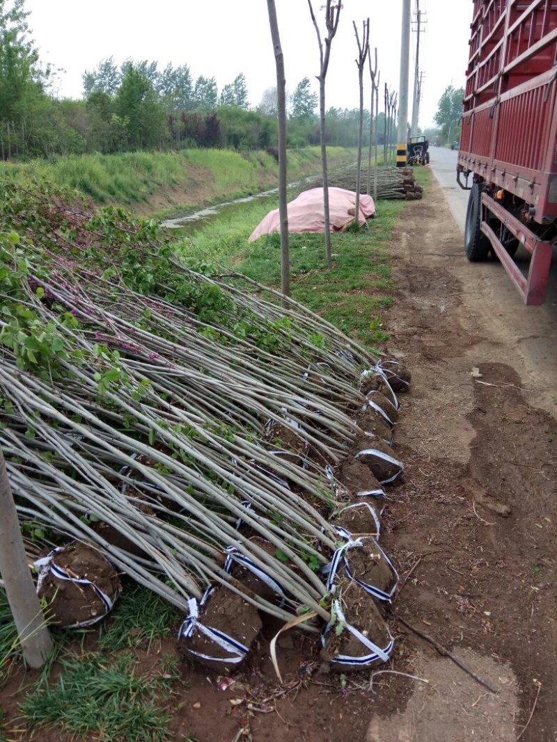 紫荆花树苗80~100cm