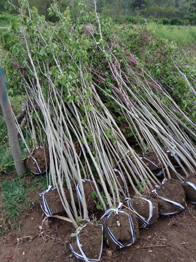 紫荆花树苗80~100cm