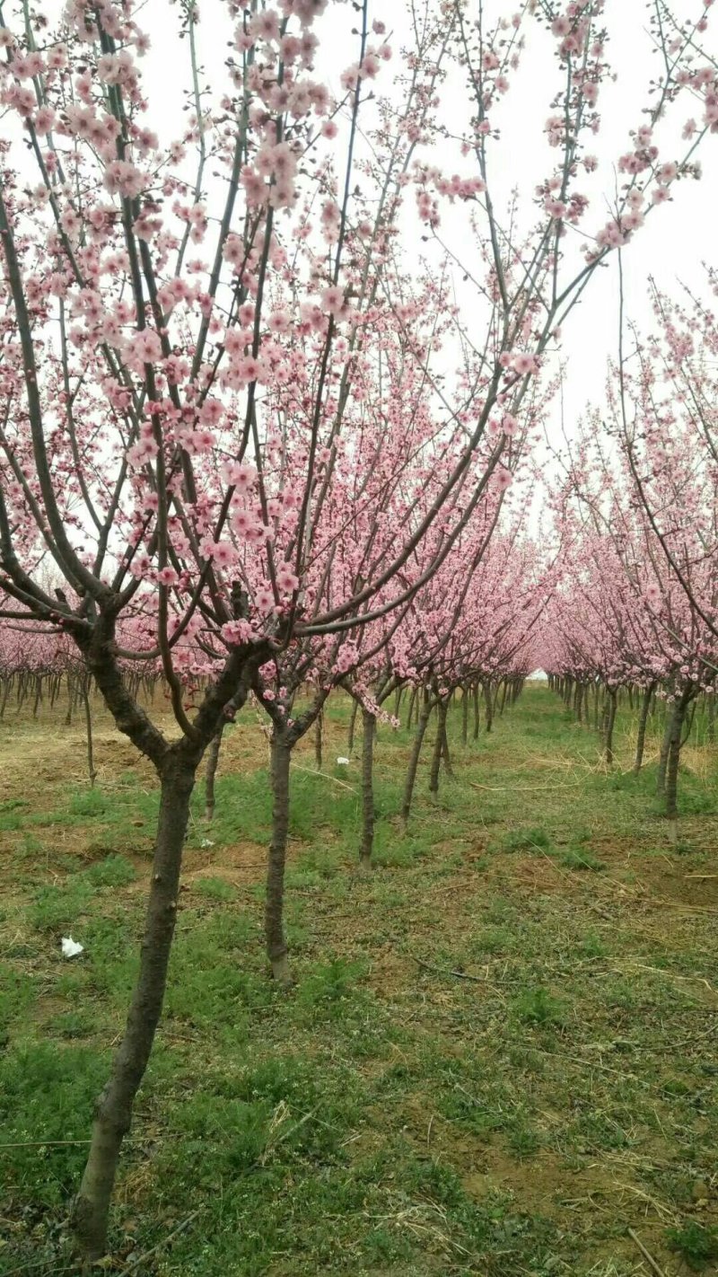 基地现挖现发榆叶梅2~3m
