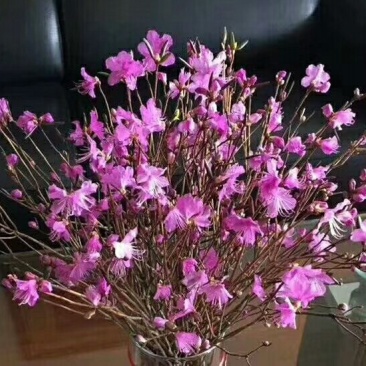 干枝杜鹃