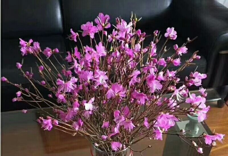 干枝杜鹃
