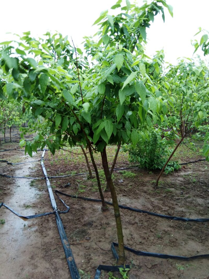 腊梅苗80cm以上嫁接