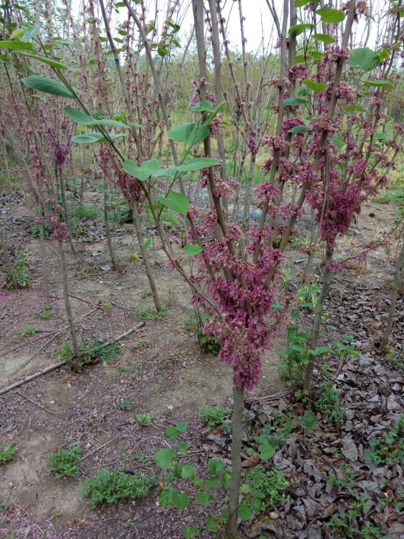 2-5cm紫荆.红花紫荆.紫荆花树苗