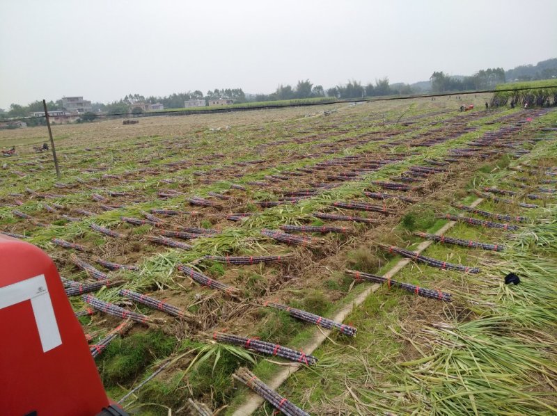 热卖区(广西甘蔗)基地直供，回程车免费提供。